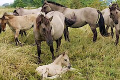 Konik-Pferde © M. Scharf