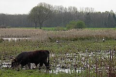 Störche und Heckrinder © Kreis Recklinghausen