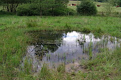 Artenschutzmaßnahmen für den Kammmolch - Angelegte Laichgewässer © Michael Gertz