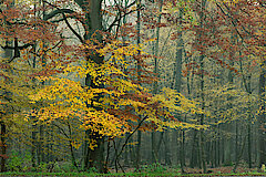 Buchen im Herbst © Markus Franz