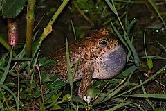 Kreuzkröte rufendes Männschen © Martin Schlüpmann