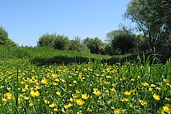 Uedesheim © Haus der Natur, Biologische Station im Rhein-Kreis Neuss e.V.