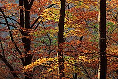 Buchen im Herbst © Frank Grawe