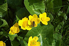 Sumpfdotterblume © Biologische Station Oberberg