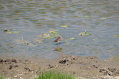 Bruchwasserläufer © Naturschutzzentrum im Kreis Kleve e.V.