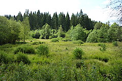 Zwischenmoor © Biologische Station Städteregion Aachen e.V.