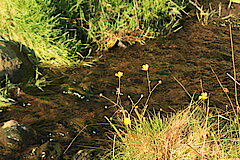 Naturnaher Bachlauf © Regionalforstamt Siegen-Wittgenstein