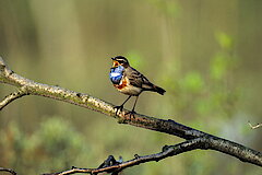 Blaukehlchen © Hans Georg Wende