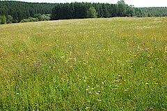 Blüten- und orchideenreiche Bergmähwiesen © Michael Gertz