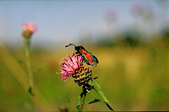 Klee © NABU-Naturschutzstation Münsterland