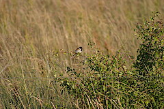 Schwarzkehlchen © Naturschutzzentrum im Kreis Kleve e.V.