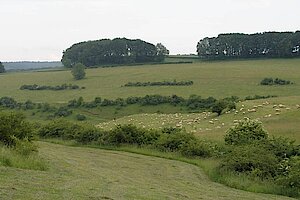 Beweidung im Glockengrund