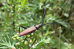 Die Larven des Moschusbocks wachsen im morschen Holz alter Bäume heran © Biologische Station Bonn / Rhein-Erft