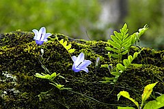 Glockenblume mit Tüpfelfarn © H. Sonnenburg