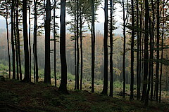 Im Buchenwald © Regionalforstamt Siegen-Wittgenstein