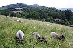 Landschafstpflege mit Schafen am Petersberg © Klaus Weddeling