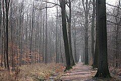 Allee aus alten Eichen © Biologische Station Bonn / Rhein-Erft