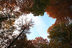 Turmhohe Bäume im Laubwald © Regionalforstamt Siegen-Wittgenstein