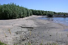 Sandufer Dornicksche Ward © Naturschutzzentrum im Kreis Kleve