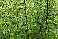 Riesenschachtelhalm © NaturFreunde Düsseldorf e.V.