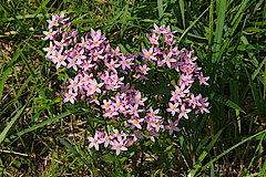 Kleines Tausendgüldenkraut © L. Hauswirth