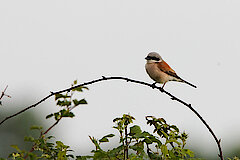 Neuntöter © NABU-Naturschutzstation Münsterland