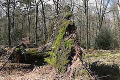 Totholz © Biologische Station Westliches Ruhrgebiet