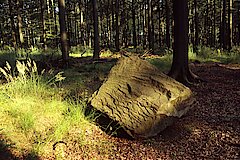 Buchenwald bei der Rodenstatt © M. Füller