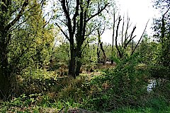 Tongrube Rotkamp in der Saarner Aue © Corinne Buch