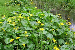 Sumpfdotterblumen an einem Graben © Monika Ochse