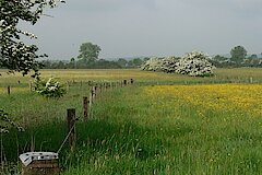 Blühende Wiesen und Hecken in der Düffel © Daniel Doer