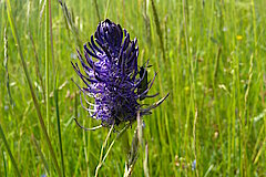 Teufelskralle im Haubachtal © Biologische Station im Kreis Euskirchen e.V.