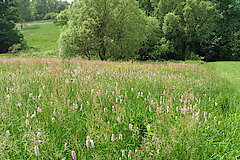 Artenreiche Feuchtwiesen im Seelbach- und Lützelbachtal © Michael Gertz