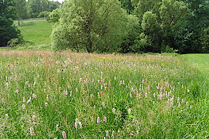 Artenreiche Feuchtwiesen im Seelbach- und Lützelbachtal