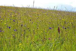 Wiese im Seifenbachtal