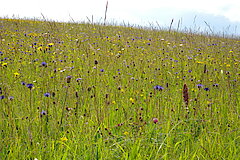 Wiese im Seifenbachtal © Biologische Station im Kreis Euskirchen e.V.