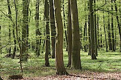 Eichen-Hainbuchenwald des NSG Tiergarten © Birgit Stephan