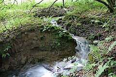 Zufluss zum Eifgenbach © Biostation-Rhein-Berg