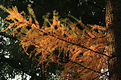 Herbstleuchten © Regionalforstamt Siegen-Wittgenstein