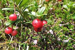 Preiselbeere und Glockenheide