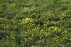 Galmeiveilchen © Biologische Station Städteregion Aachen e.V.