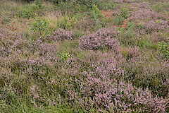 Heide und Moor © NABU NRW