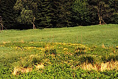 Dietrichseiffen © Biologische Station im Kreis Euskirchen e.V.