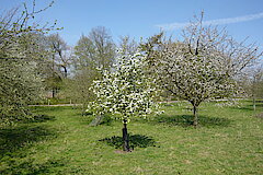 Blütenzauber in der Obstwiese © Haus der Natur, Biologische Station im Rhein-Kreis Neuss e.V.