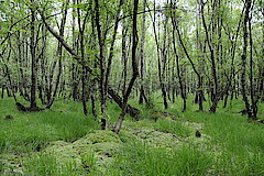 Sumpfwald am Immerkopf © Biologische Station Oberberg
