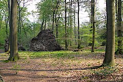 Baumwurzel im Rotbuchenwald © Biologische Station Westliches Ruhrgebiet