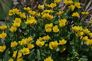 Sumpfdotterblume - Frühjahrsblüher im Auwald