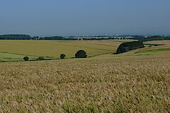 Weite Getreidefelder mit Blick auf die Erwitter Zementwerke © Ralf Joest