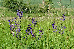 Wiesensalbei © Haus der Natur, Biologische Station im Rhein-Kreis Neuss e.V.