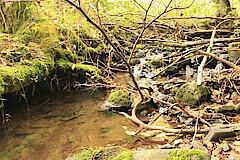 Naturnaher Bachlauf © Regionalforstamt Siegen-Wittgenstein